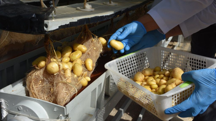 Niğde’de Yerli Patates'te Devrim, Topraksız Sistemle 12 Ay Hasat!